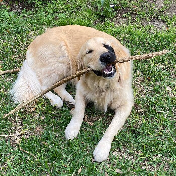 Golden retriever rara mutazione genetica Enzo Viola Golden retriever rara mutazione genetica Enzo Viola