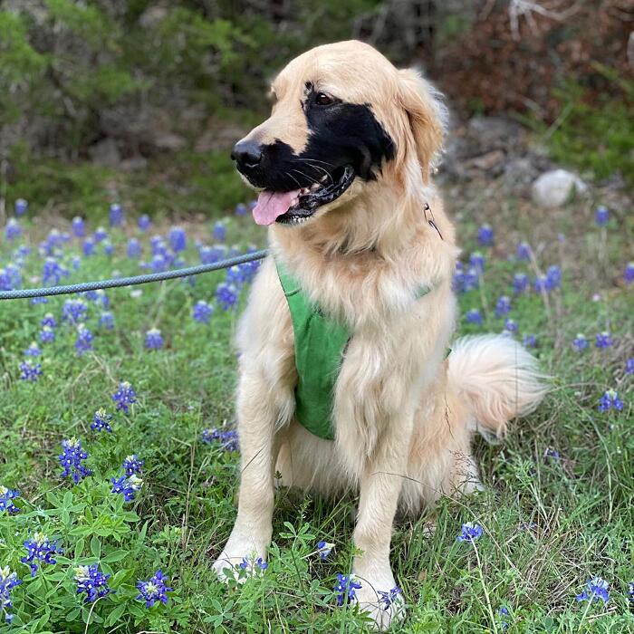 Golden retriever rara mutazione genetica Enzo Viola Golden retriever rara mutazione genetica Enzo Viola