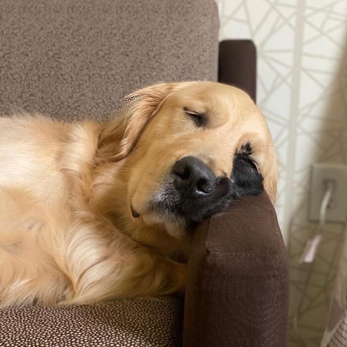 Golden retriever rara mutazione genetica Enzo Viola Golden retriever rara mutazione genetica Enzo Viola