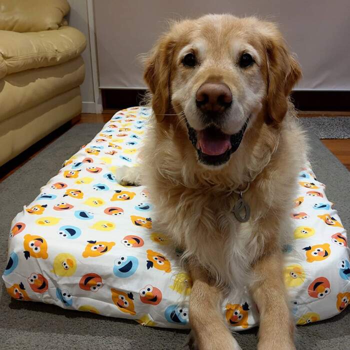 Papà non voleva assolutamente un cane, ora gli rimbocca le coperte