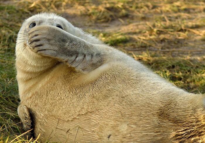 Foto esilaranti animali Comedy Wildlife Photography Award Foto esilaranti animali Comedy Wildlife Photography Award