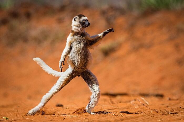 Foto esilaranti animali Comedy Wildlife Photography Award Foto esilaranti animali Comedy Wildlife Photography Award