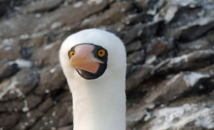 Foto esilaranti animali Comedy Wildlife Photography Award Foto esilaranti animali Comedy Wildlife Photography Award