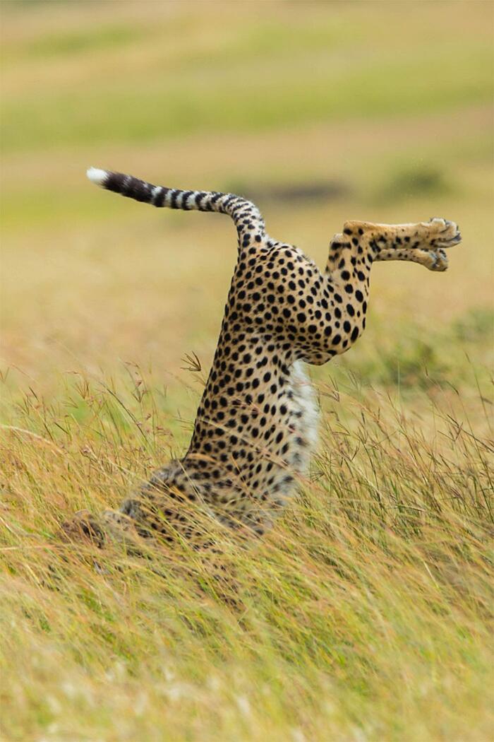 Foto esilaranti animali Comedy Wildlife Photography Award Foto esilaranti animali Comedy Wildlife Photography Award