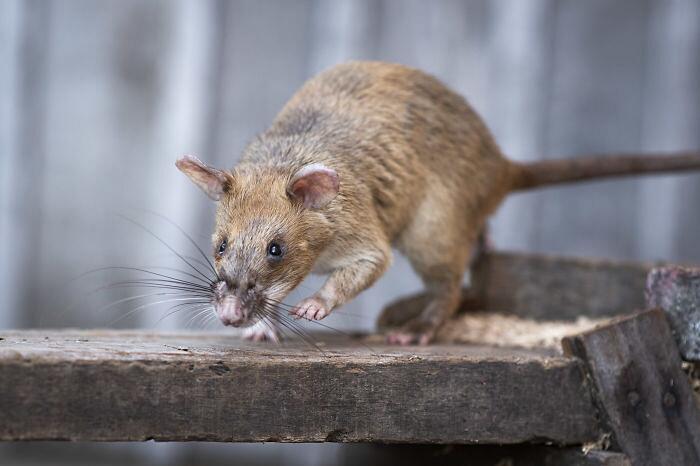 Ratto trova mine terrestri riceve medaglia d'oro PDSA