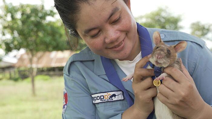 Ratto trova mine terrestri riceve medaglia d'oro PDSA