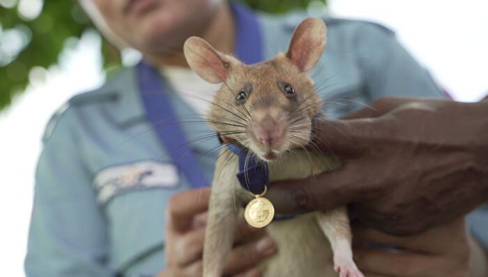 Ratto trova mine terrestri riceve medaglia d'oro PDSA