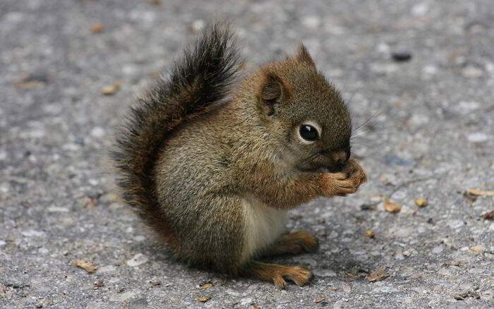 Un Adorabile Cucciolo Di Scoiattolo Keblog