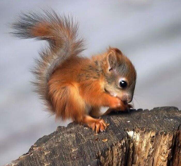 Permettetevi Di Presentarvi Un Cucciolo Di Scoiattolo Rosso Keblog