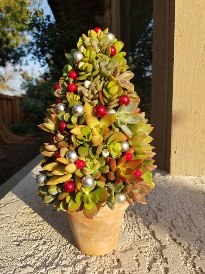 Piante grasse si trasformano in piccoli alberi di natale, per chi ha