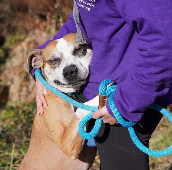 Incatenato a una casa abbandonata, cane viene salvato e ora abbraccia tutti quelli che incontra
