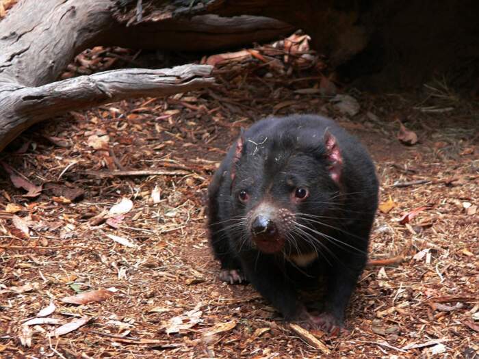 NUOVO S&n grande diavolo della tasmania giocattolo di plastica Wild Zoo Animale Australiano 