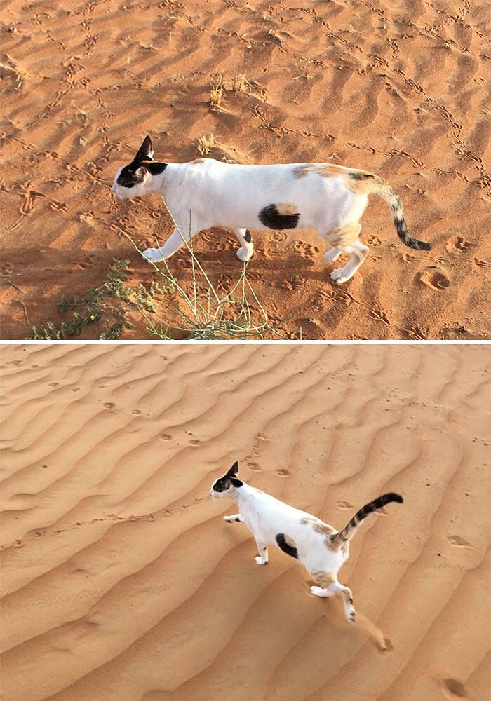 Foto di animali che hanno terrorizzato i loro proprietari