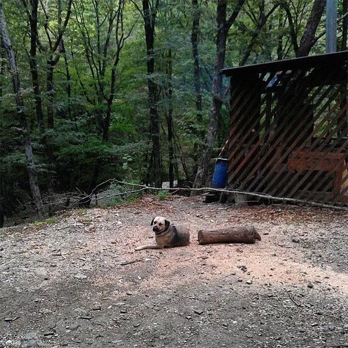 Foto di animali che hanno terrorizzato i loro proprietari