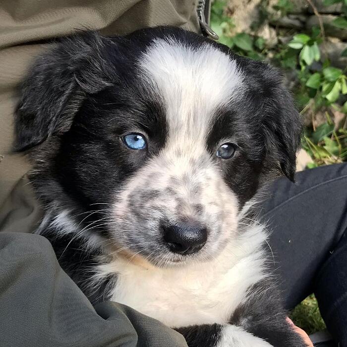 Cuccioli cane Cuccioli cane