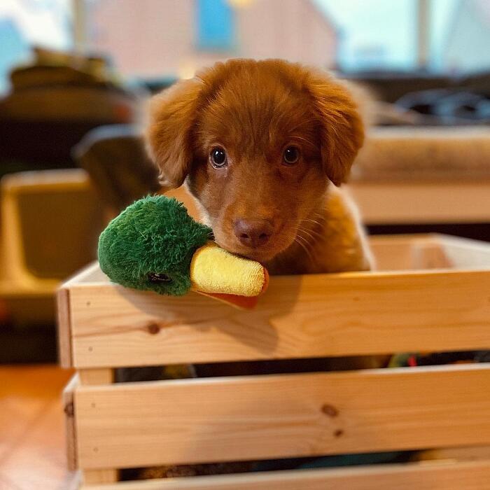 Cuccioli cane Cuccioli cane