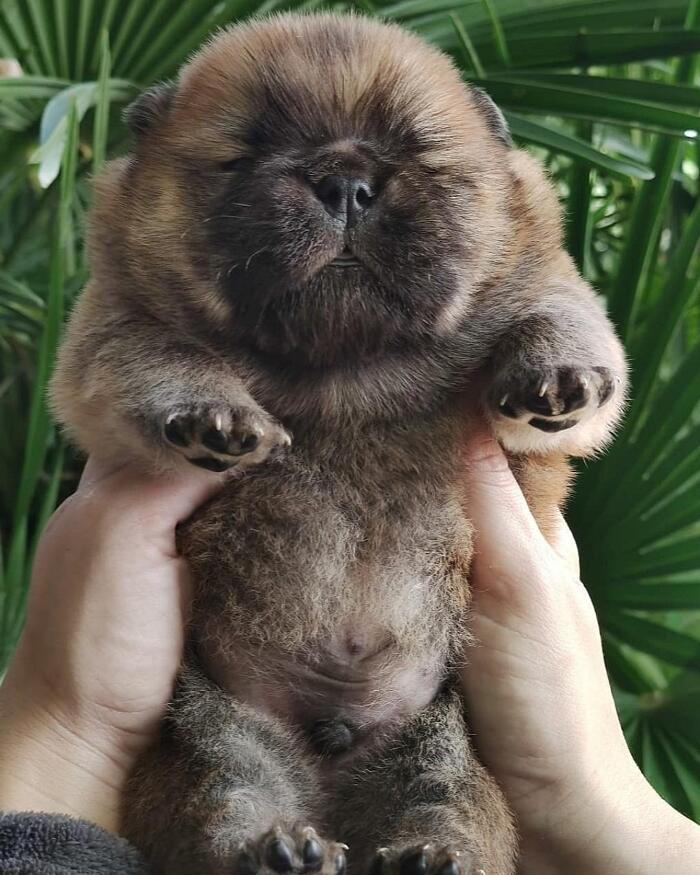 Cuccioli cane Cuccioli cane