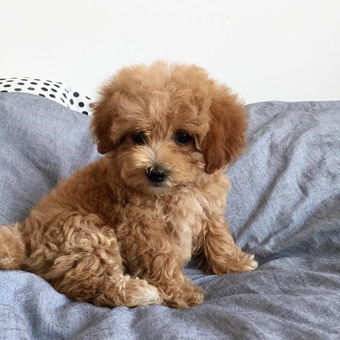 Cuccioli cane Cuccioli cane