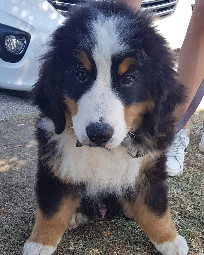 Cuccioli cane Cuccioli cane
