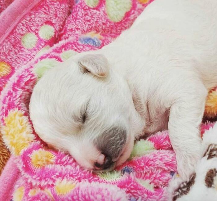 Cuccioli cane Cuccioli cane