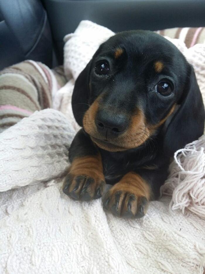 Cuccioli cane Cuccioli cane