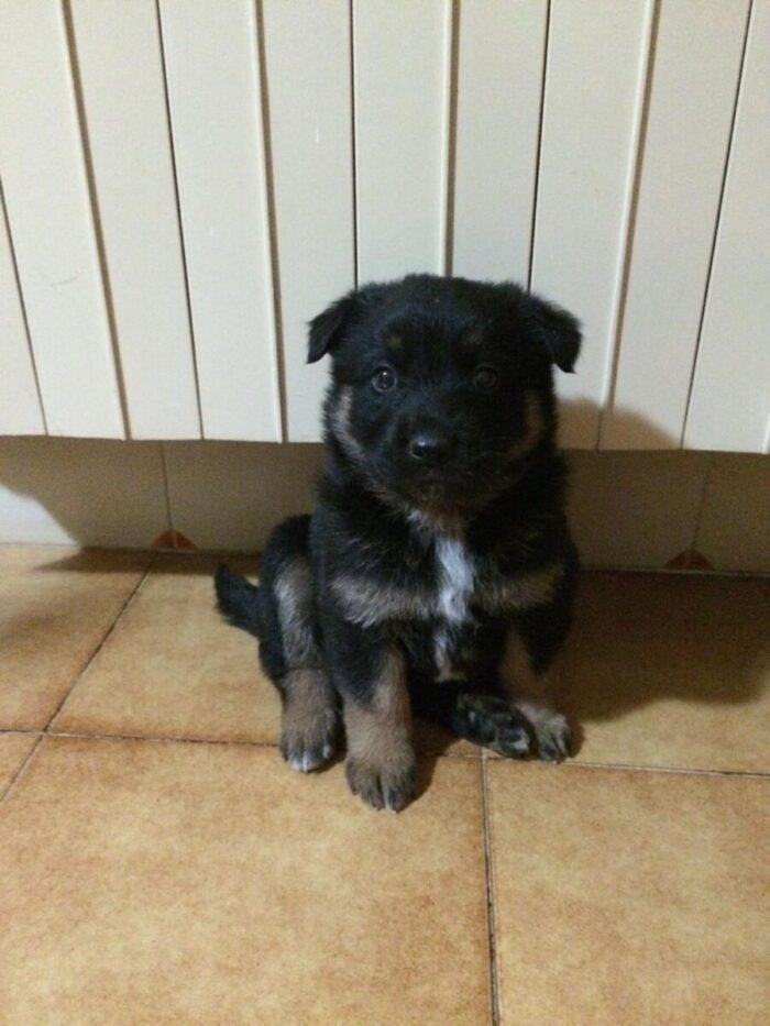 Cuccioli cane Cuccioli cane