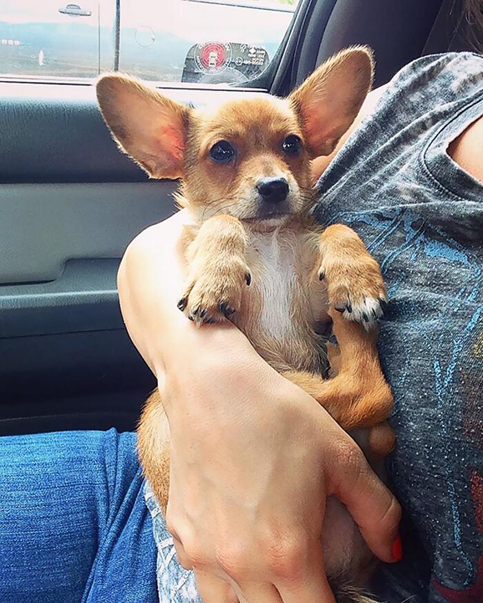 Corgi incrocio Corgi incrocio