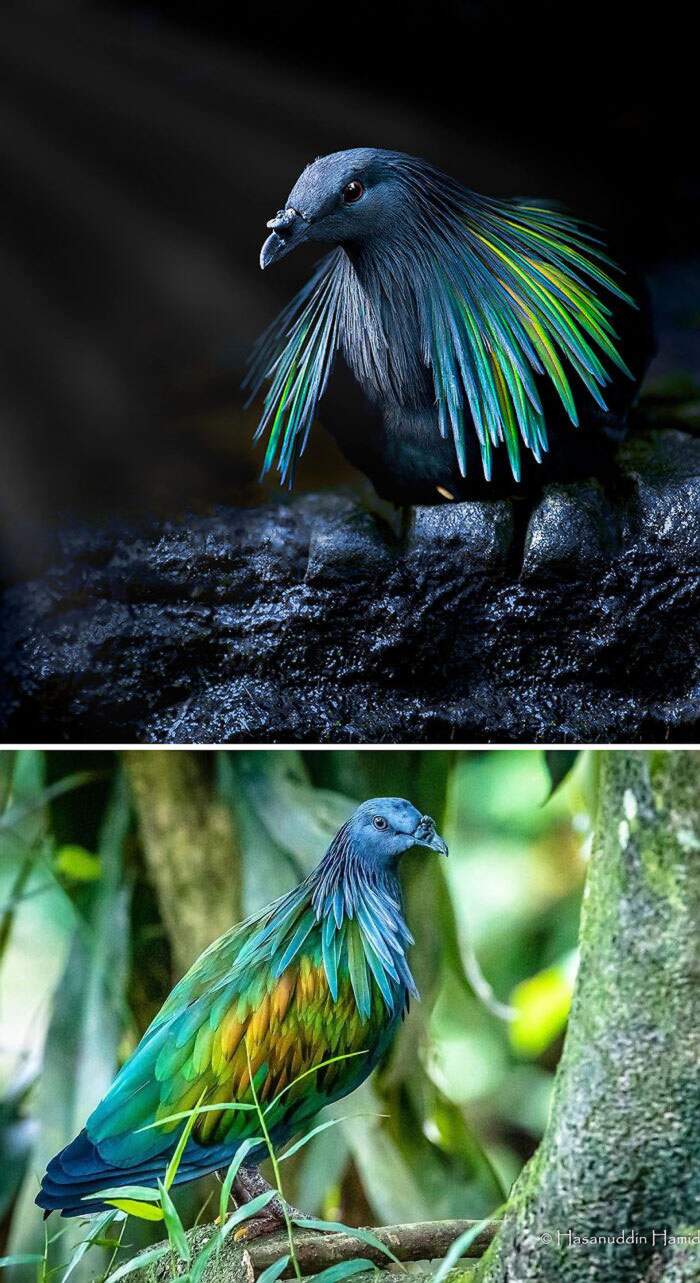 Foto piccioni di specie diverse Foto piccioni di specie diverse