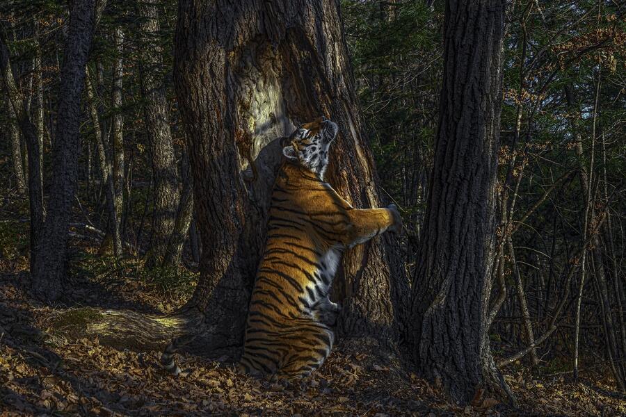 Le migliori foto del 2020 Le migliori foto del 2020
