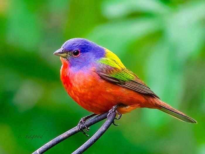 Uccelli colorati foto