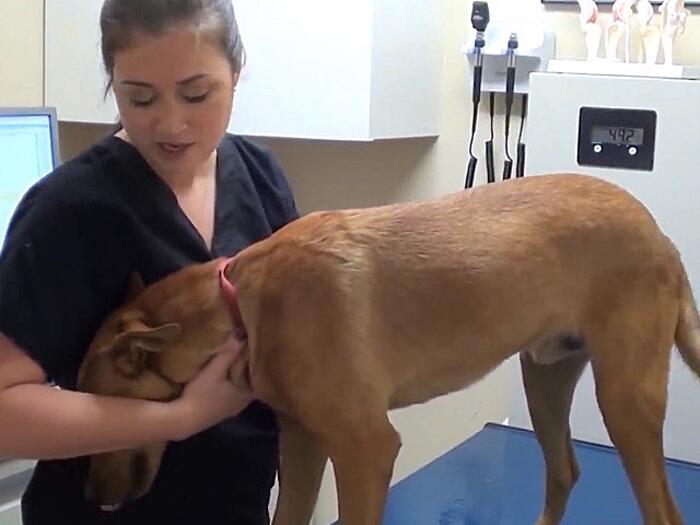 Cane salvato a pochi minuti dall'eutanasia abbraccia il suo soccoritore