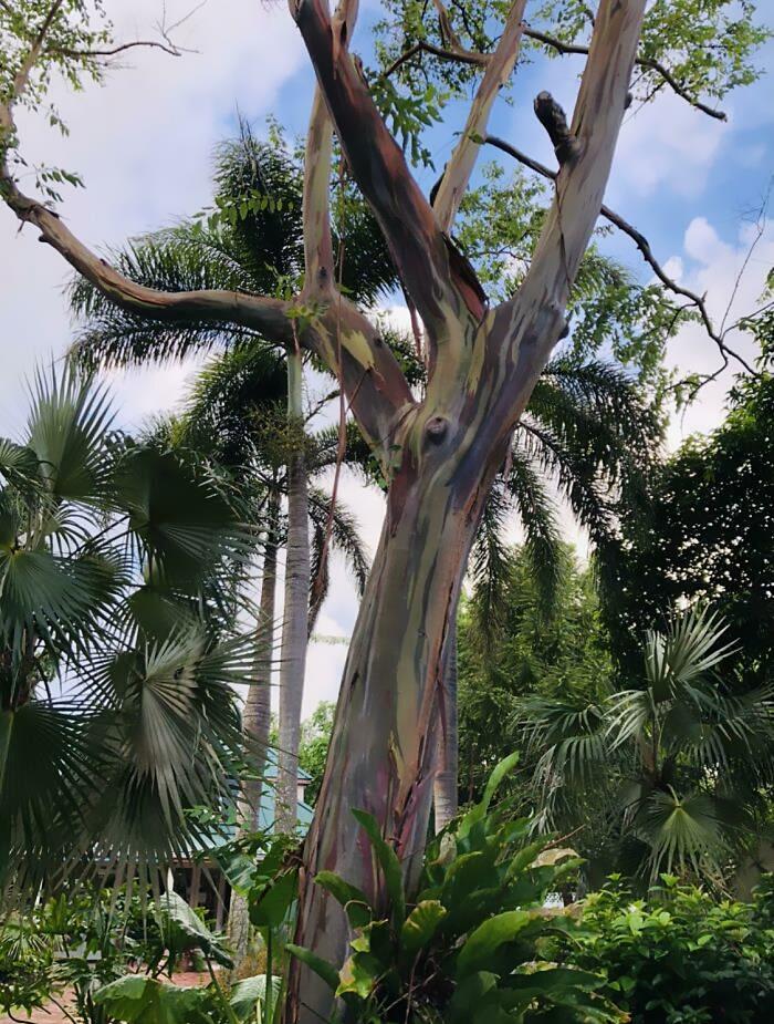 Piante bellissime Piante bellissime