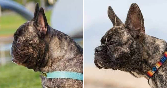 &ldquo;Prima la salute, non la scena&rdquo;: allevatrice cambia il muso dei bulldog francesi per renderli