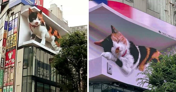 Schermo pubblicitario con un gigantesco e realistico gatto 3D appare a  Tokyo e sorprende i passanti