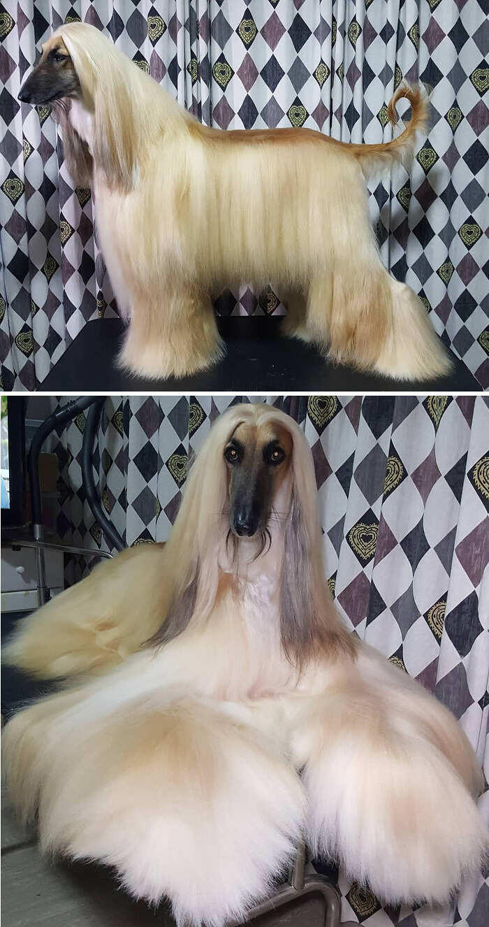 Animali pelo lungo foto Animali pelo lungo foto