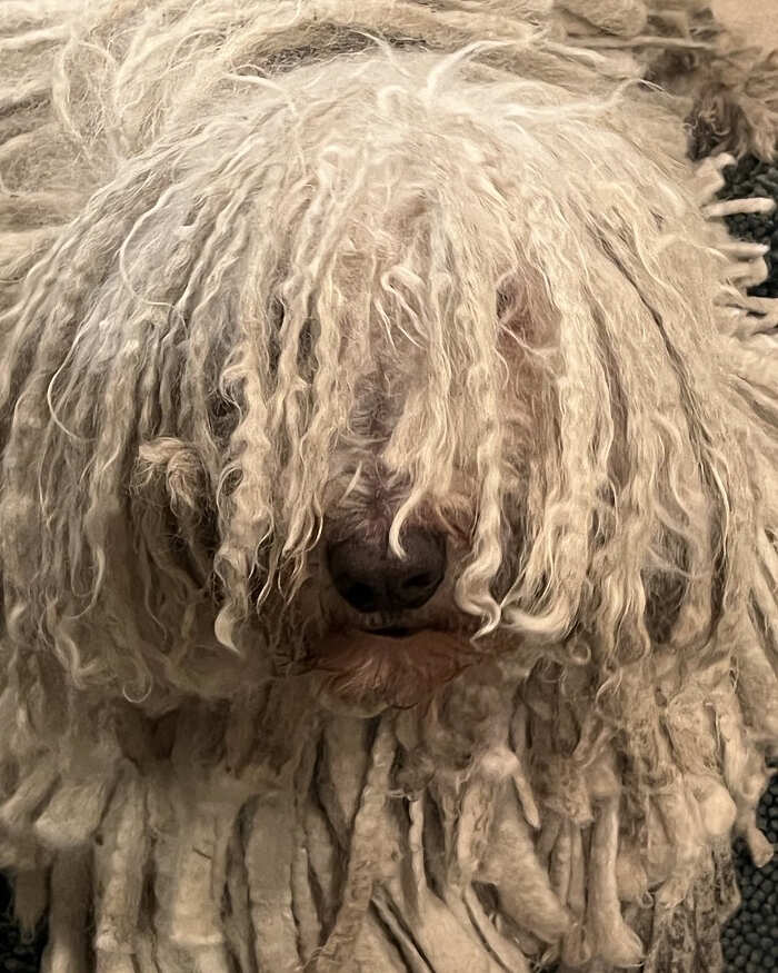 Animali pelo lungo foto Animali pelo lungo foto