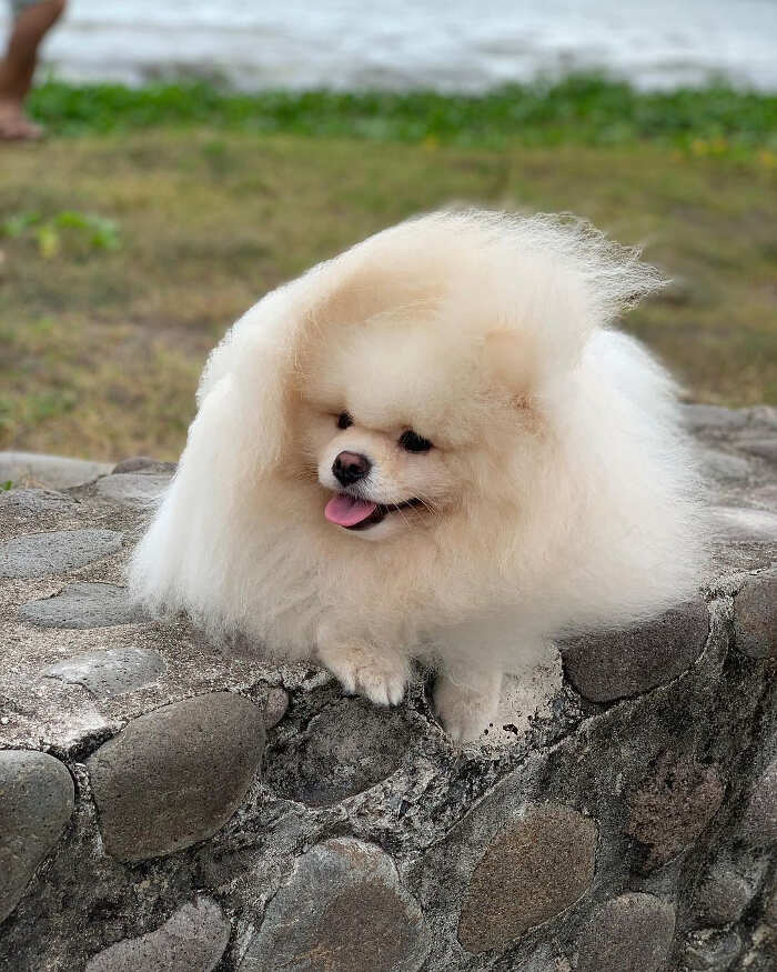 Animali pelo lungo foto Animali pelo lungo foto