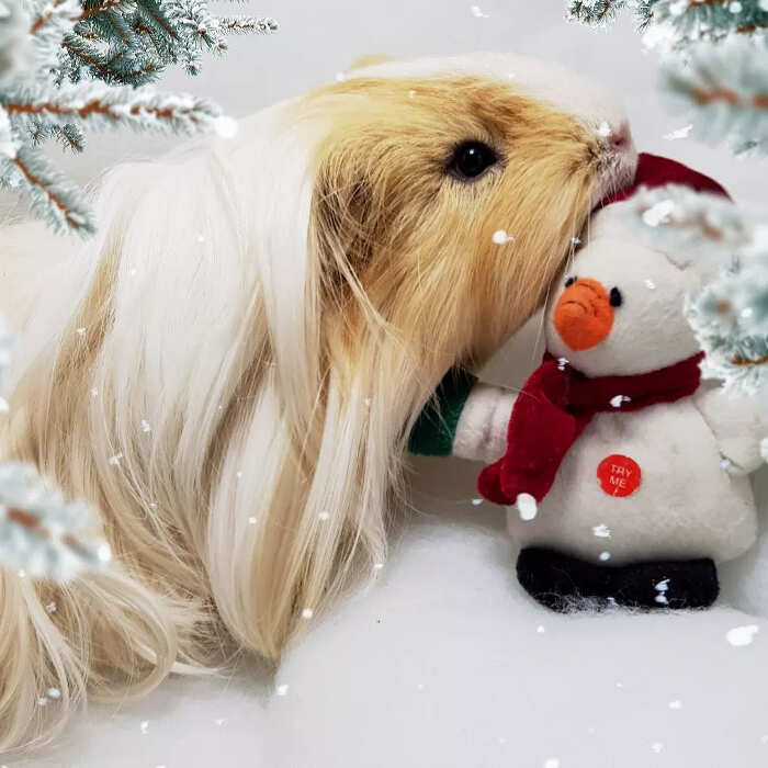 Animali pelo lungo foto Animali pelo lungo foto