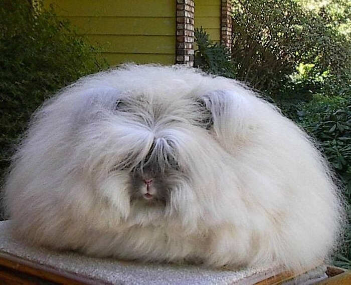 Animali pelo lungo foto Animali pelo lungo foto