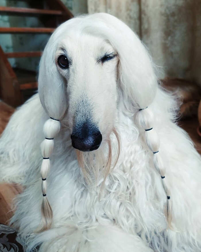 Animali pelo lungo foto Animali pelo lungo foto