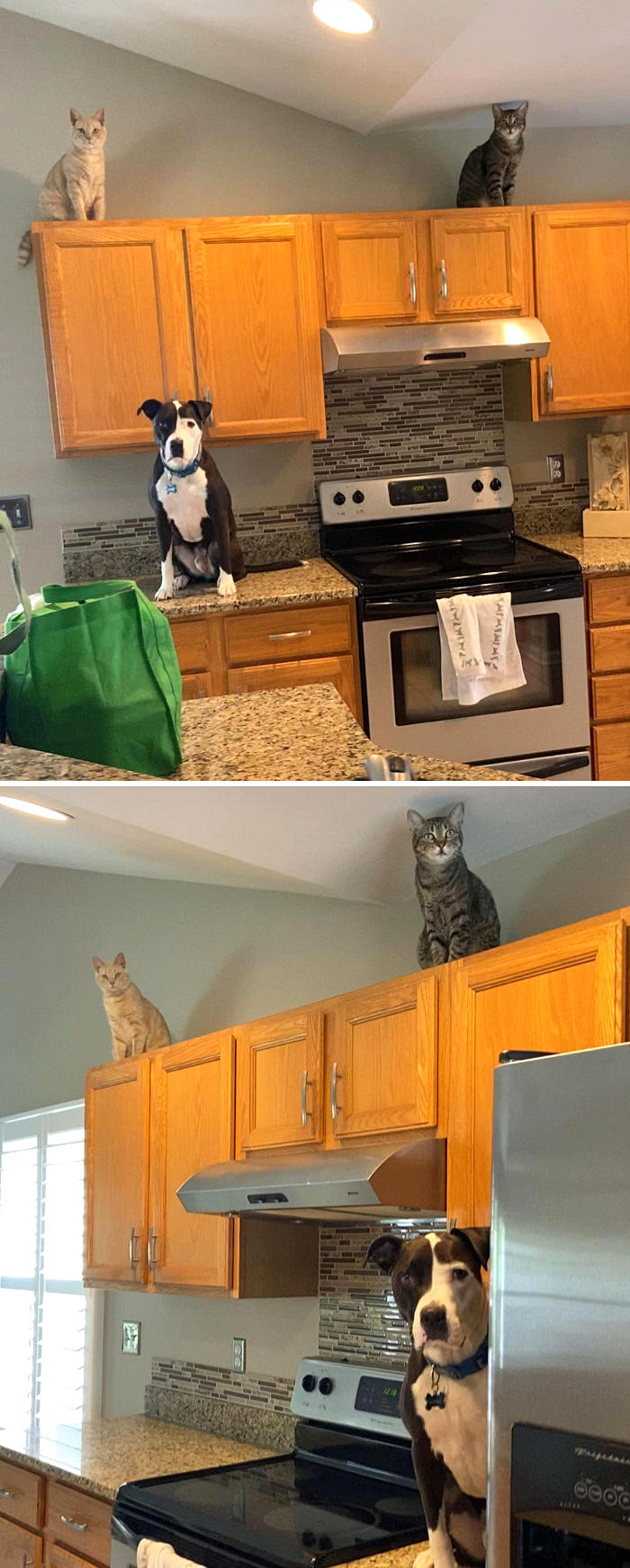 Mako è convinto di essere un gatto Mako è convinto di essere un gatto