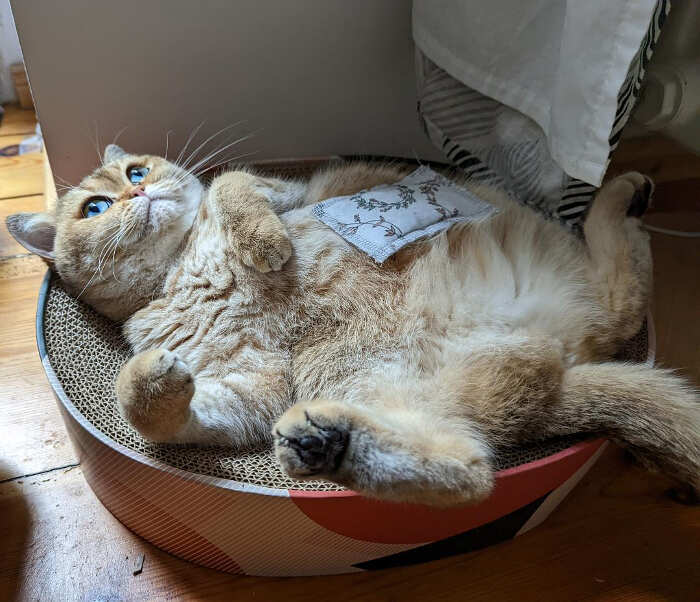 Gatto pancake Gatto pancake