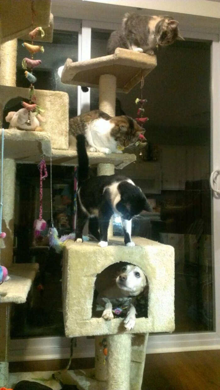 Non sono sicuro che questo cane sia il benvenuto nella casa dei gatti... Non sono sicuro che questo cane sia il benvenuto nella casa dei gatti...