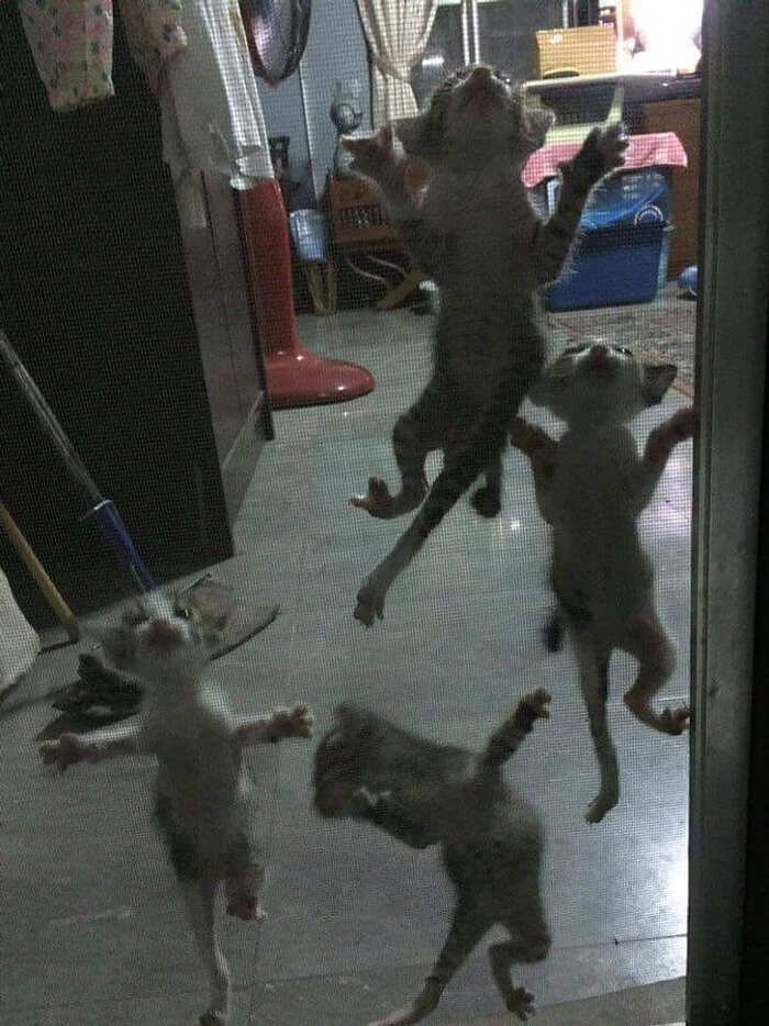 I gechi stanno invadendo la casa! I gechi stanno invadendo la casa!