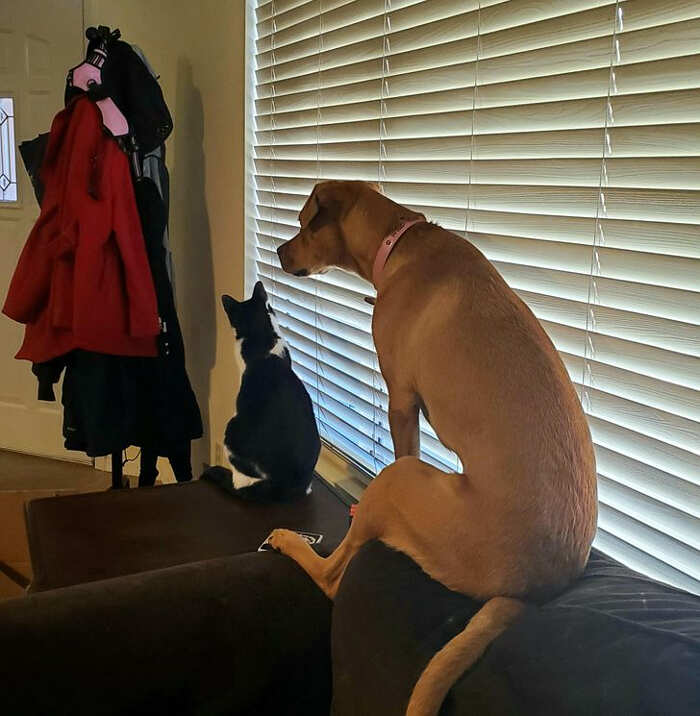 Quando un cane cresce insieme ai gatti Quando un cane cresce insieme ai gatti