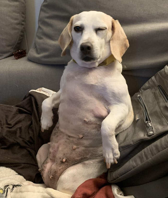 Il tentativo del mio cane di sedersi come un essere umano: Il tentativo del mio cane di sedersi come un essere umano: