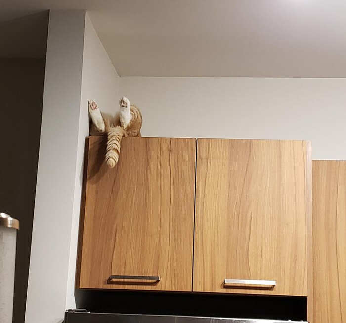 È sdraiato supino in cima agli armadietti con gli occhi sbarrati, fissando il soffitto È sdraiato supino in cima agli armadietti con gli occhi sbarrati, fissando il soffitto