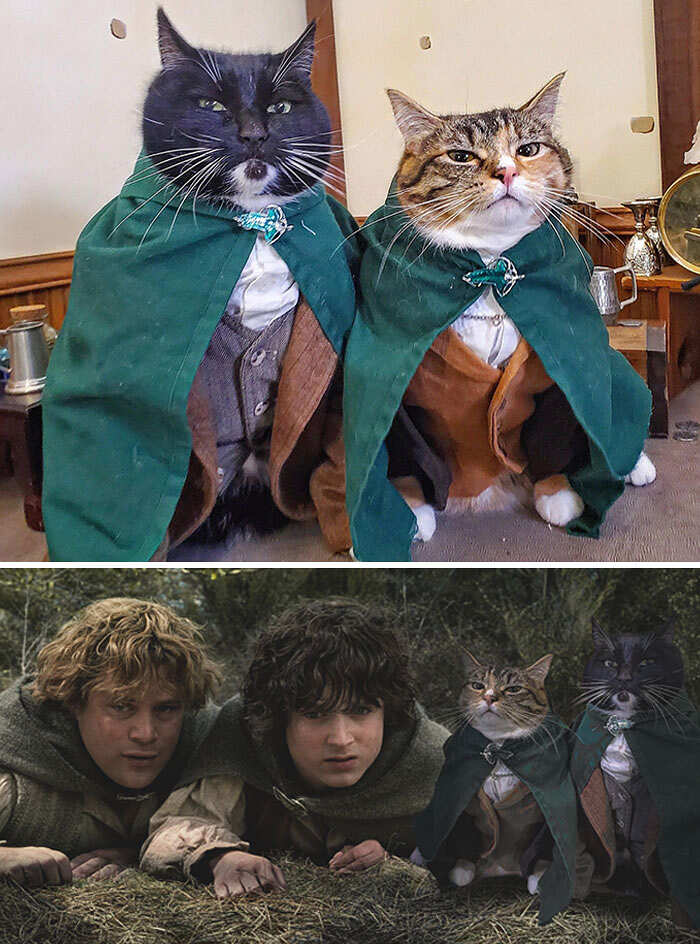 Photoshop Battles reddit foto divertenti Photoshop Battles reddit foto divertenti