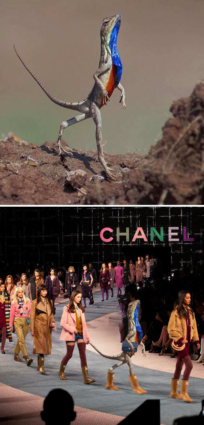 Photoshop Battles reddit foto divertenti Photoshop Battles reddit foto divertenti