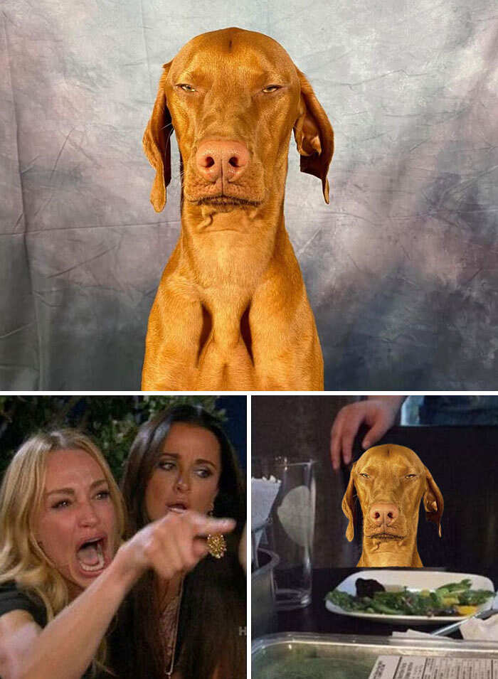 Photoshop Battles reddit foto divertenti Photoshop Battles reddit foto divertenti